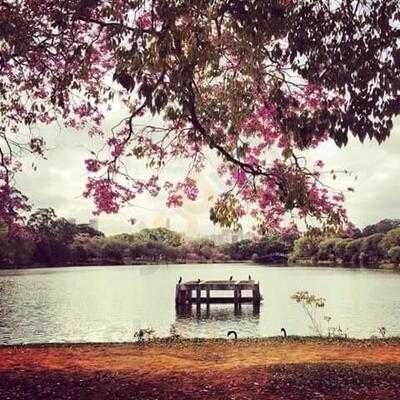 Jardim Ibirapuera