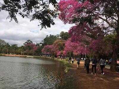 Jardim Ibirapuera