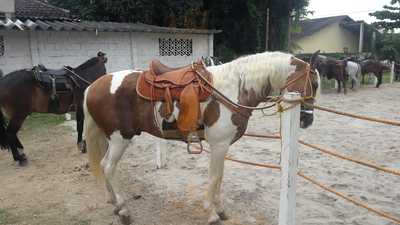 Rancho Petisco Da Prata