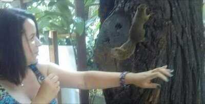 República Das Bananas