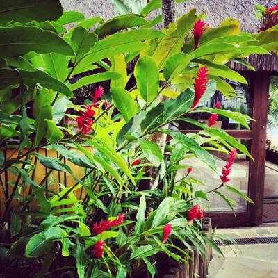 Restaurante Fundo De Quintal