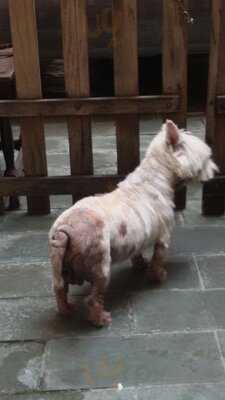 Benvenuto Pizza - Bar