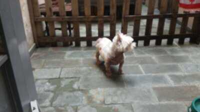 Benvenuto Pizza - Bar