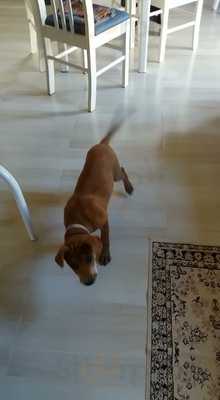 Cristal Panificio E Confeitaria