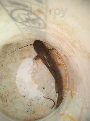 Parque Nascente Do Lazer