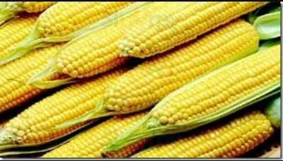 Milho Verde Pamonharia - Ii