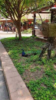 Friends Americos Bar