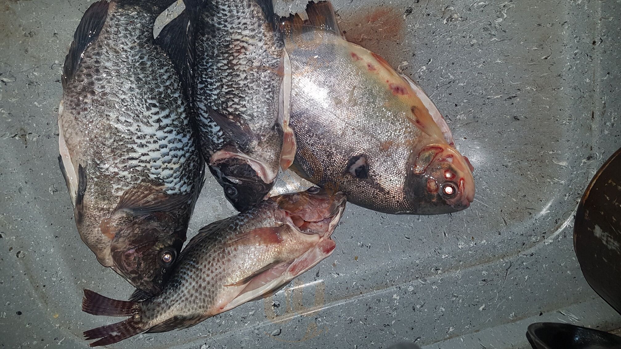 Pesqueiro Carima