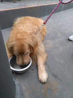 Gastronomia Do Improviso