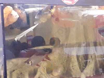 Restaurante E Lanchonete Sabor De Minas