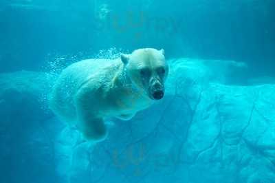 Urso Polar