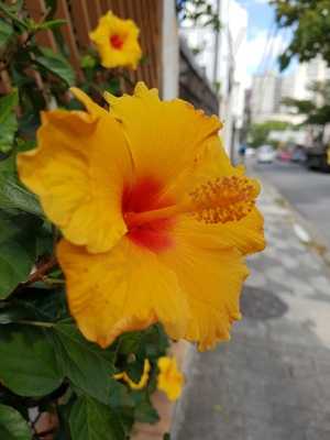 Lanchonete Dos Camaradinhas