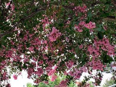 Anadu Comida Da Terra