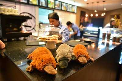 Duckbill Cookies & Coffee - Manaus