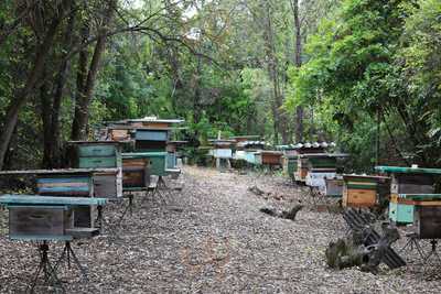 Apiário E Meliponário Ferathi