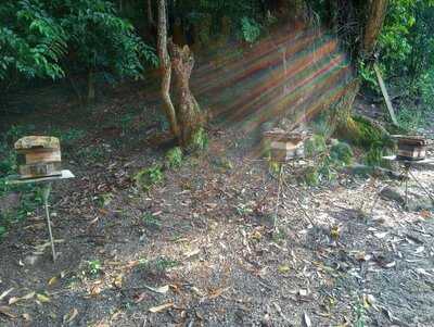 Apiário E Meliponário Ferathi