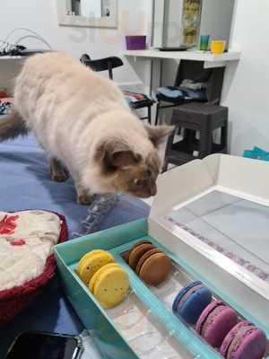 Le Petit Macarons