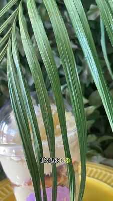 Protein Bar Salto De Pirapora