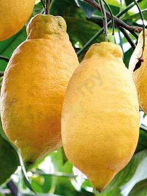 Pippo Limone