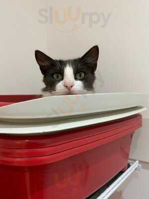 Les Chats Café