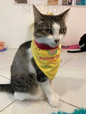 Poticat Café