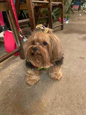 Café Com Pizza De Santos