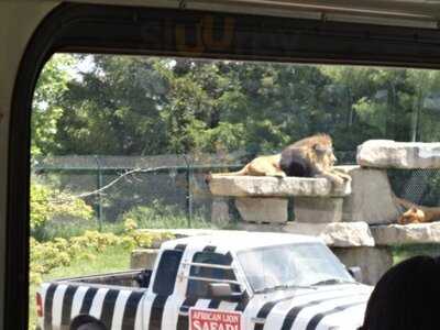 African Lion Safari