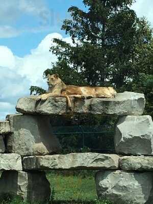 African Lion Safari
