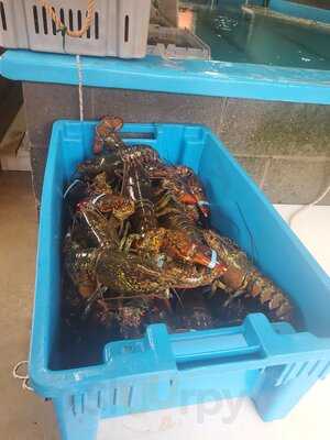 Doyle Sansome & Sons Lobster Pool