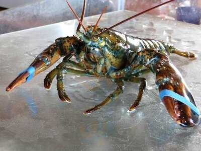 Island Sunset Lobster Pound Bistro