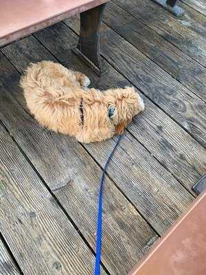 Pajo's Fish And Chips