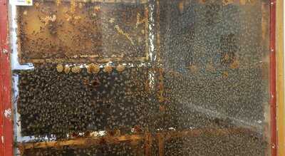 Fry's Corner Beestro