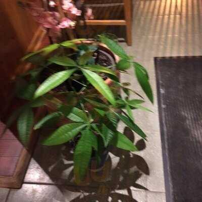 Masamune Japanese Restaurant