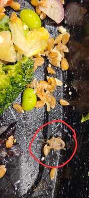 White Spot Morgan Crossing