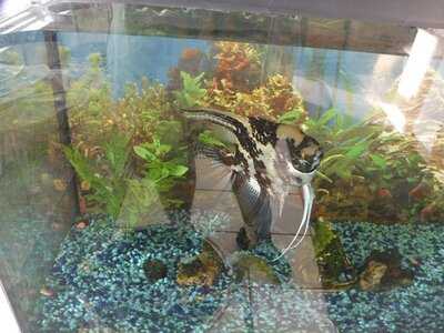 Hot N Fast Chinese Kitchen