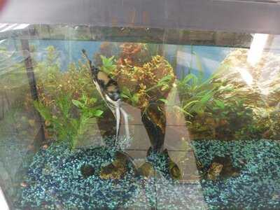 Hot N Fast Chinese Kitchen