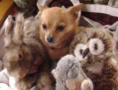 Wingmaster - The Wing & Sauce Shop