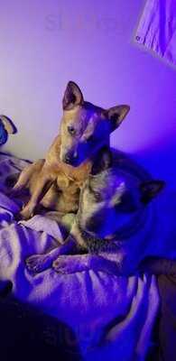 Palace Pizza & Spaghetti House