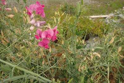 Black Sheep Public House