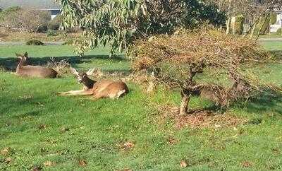 Golden Ears Cheesecrafters