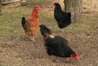 Xuan Mai Coffee & Convenience