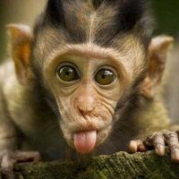 Simons Prime Burgers