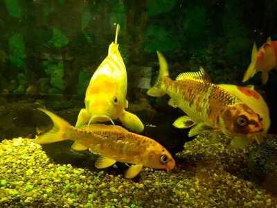 Lucky Chopsticks Chinese Buffet