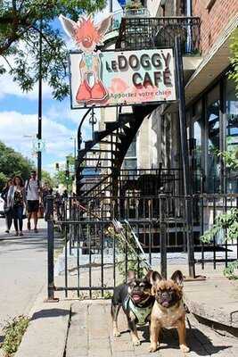 Le Doggy Cafe