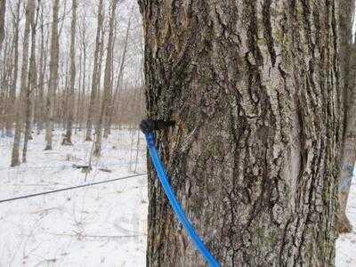 Temple's Pancake House