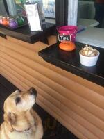Yum Yums Dairy Bar