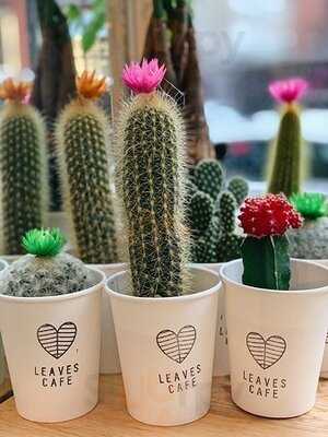 Leaves Cafe