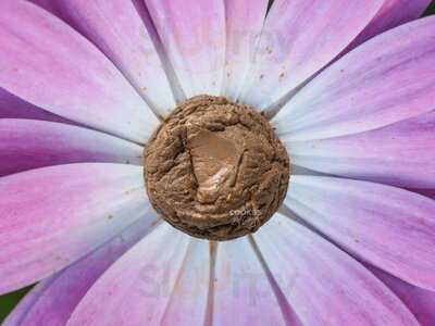 Cookies By George - Chinook Centre