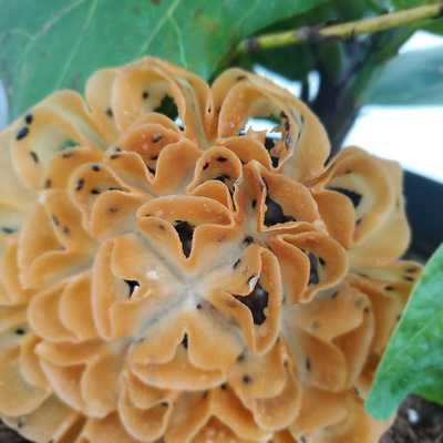 Pho Anh Huyen Noodle House