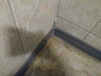 Regal Beagle Macleod